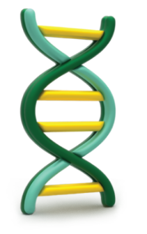 DNA structure